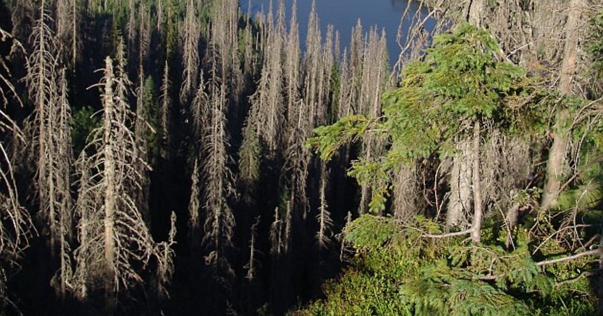 Six Hundred Year Old Czech Tree Reveals Secrets 