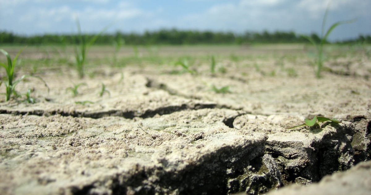 Sucho Czech territory facing worst drought in half millennium | Radio Prague ...