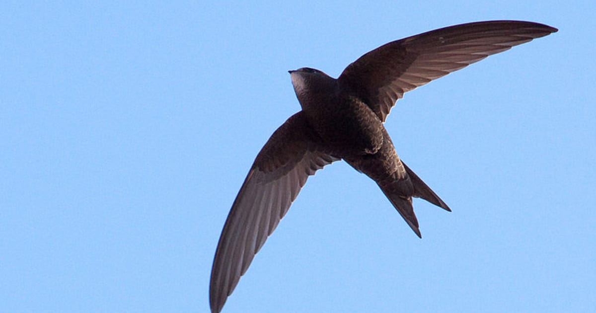 The trials of the Common Swift - bird of the year in the Czech Rep ...