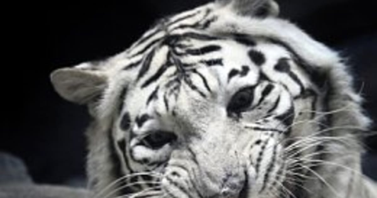 Rare white tiger cub dies at Liberec Zoo in Czech Republic - CBS News