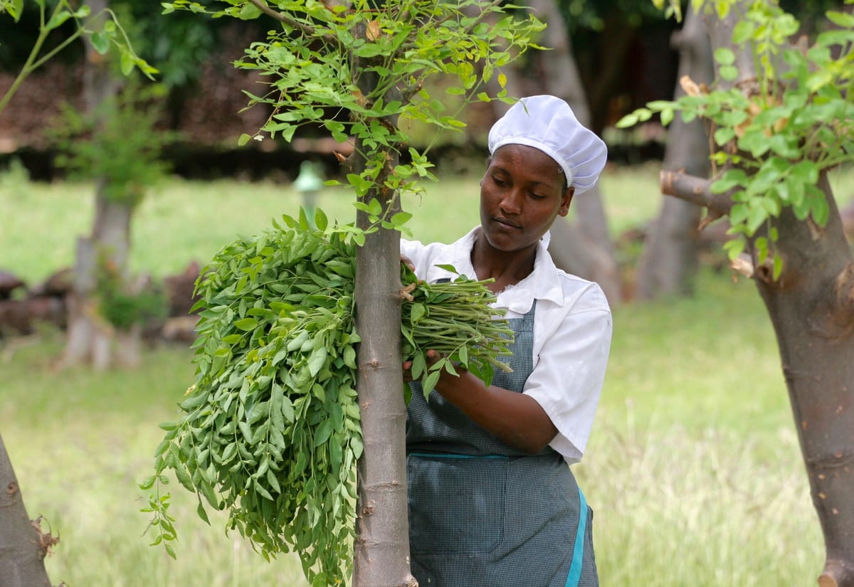 Czechs Start Moringa Superfood Business In Ethiopia Radio Prague International