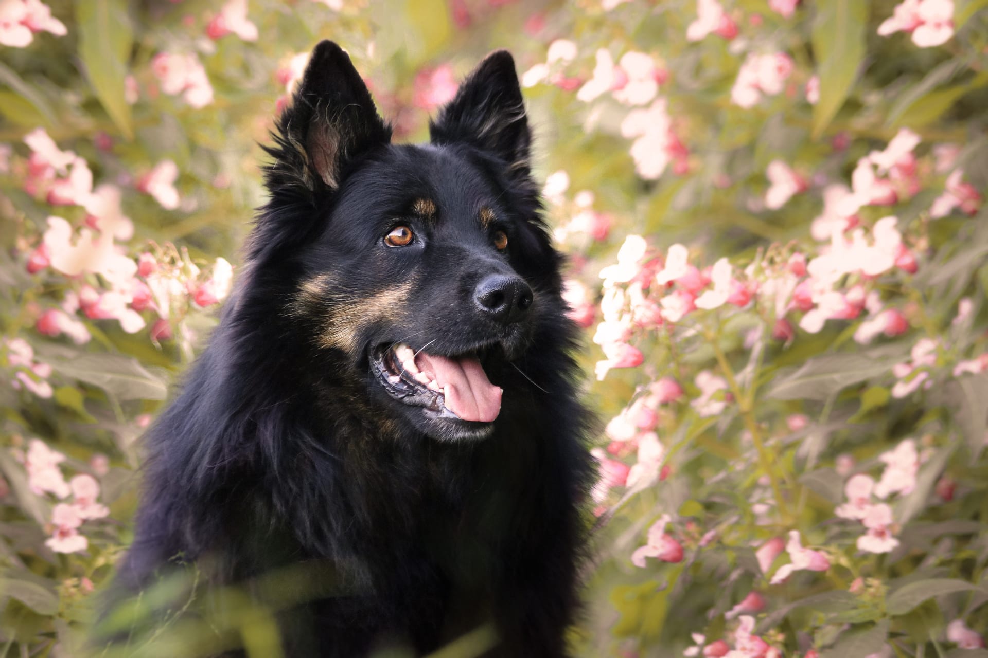 Bohemian store shepherd dog