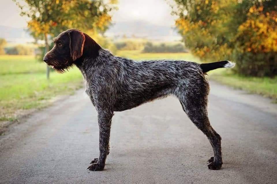 Czech 2025 wirehaired pointer