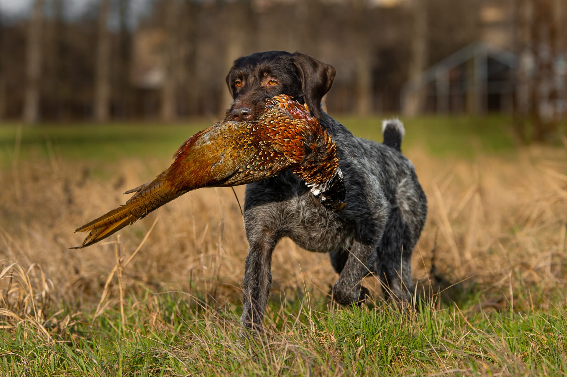 Wire haired 2024 bird dog