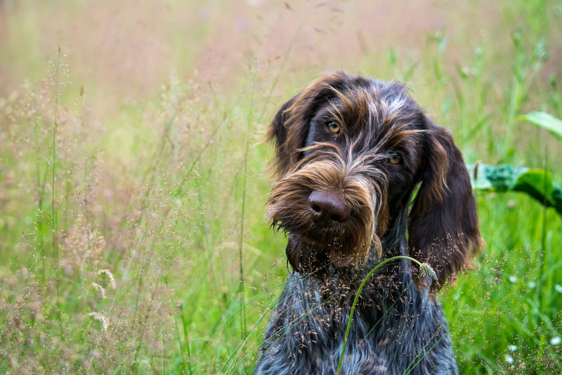 Bohemian Wire Haired Pointing Griffon Radio Prague International