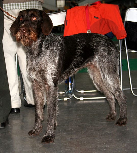 Czech wirehaired outlet pointer