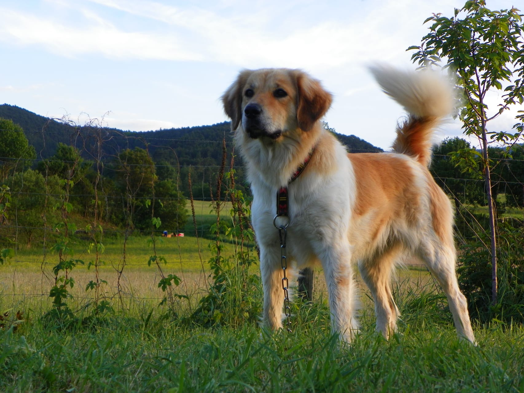 Fashion czech mountain dog