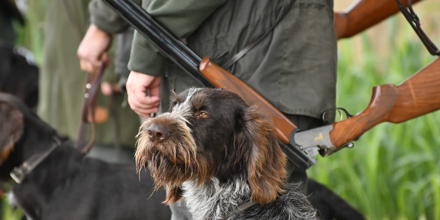 Bohemian wirehaired clearance pointing griffon