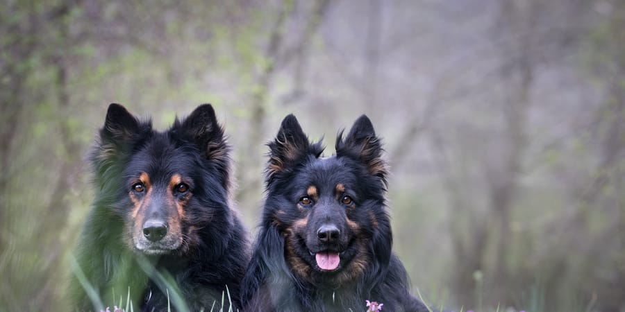 Bohemian shepherd hot sale for sale