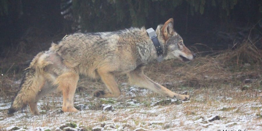 Injured wolf saved by crowdfunding efforts returned to wild - Vimarsana News