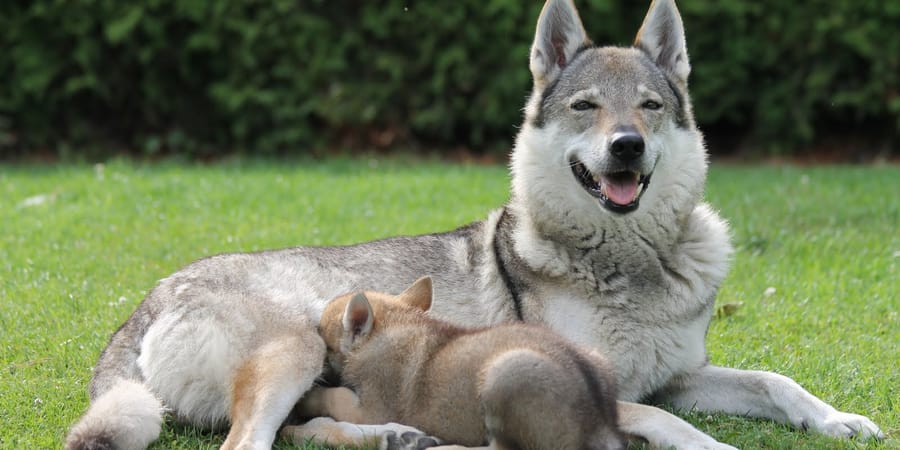 Czech wolfdog hot sale breeder